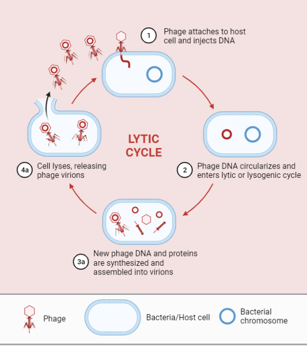 Lytic Cycle