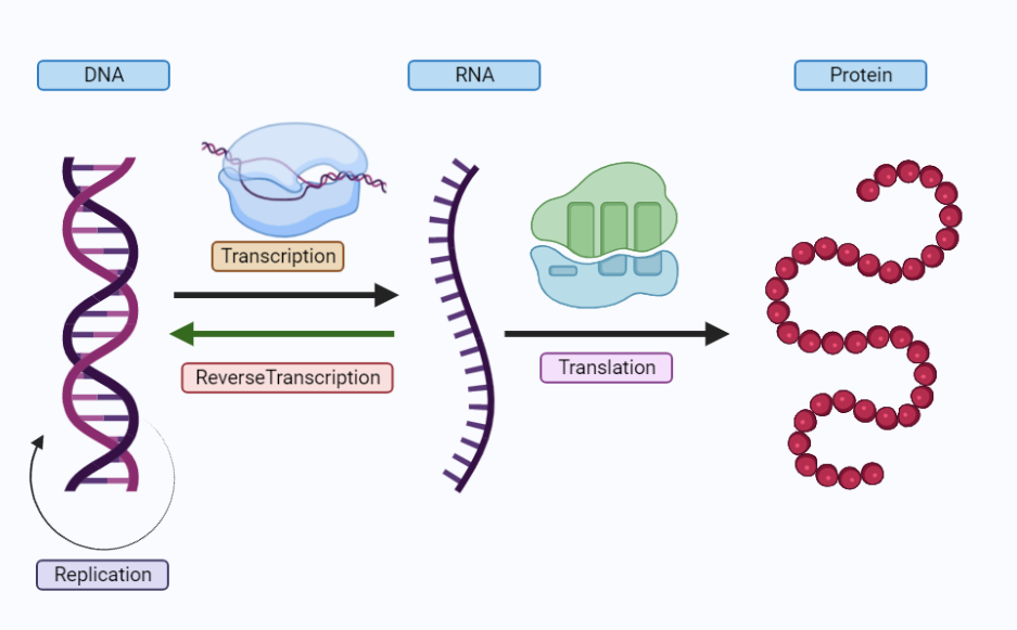 Central Dogma of Molecular Biology