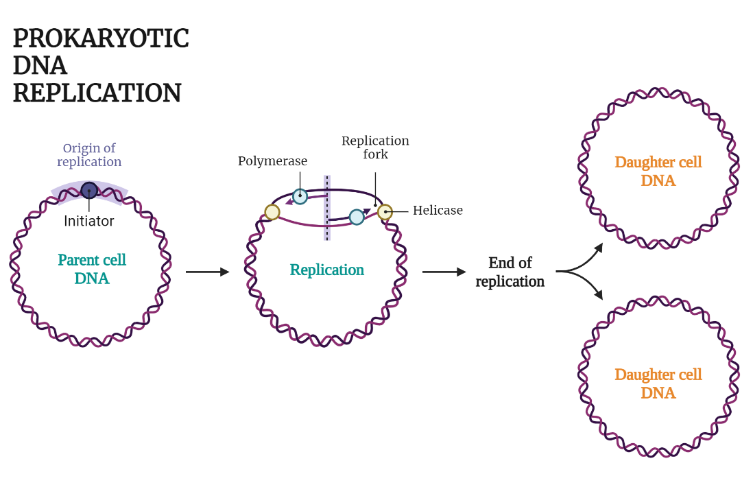 Prokaryotic DNA Replication