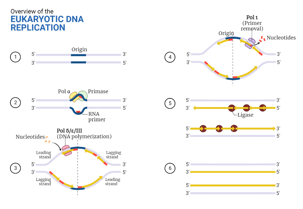 Eukaryotic DNA Replication