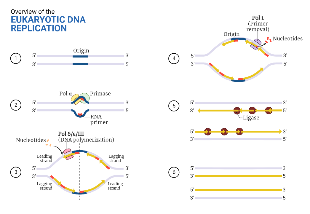 Eukaryotic DNA replication