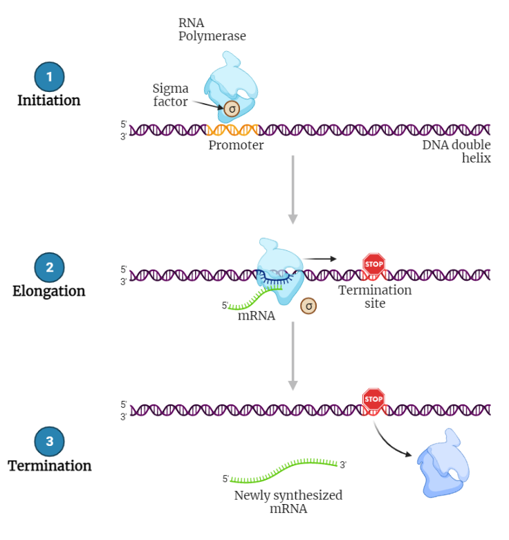 Prokaryotic transcription