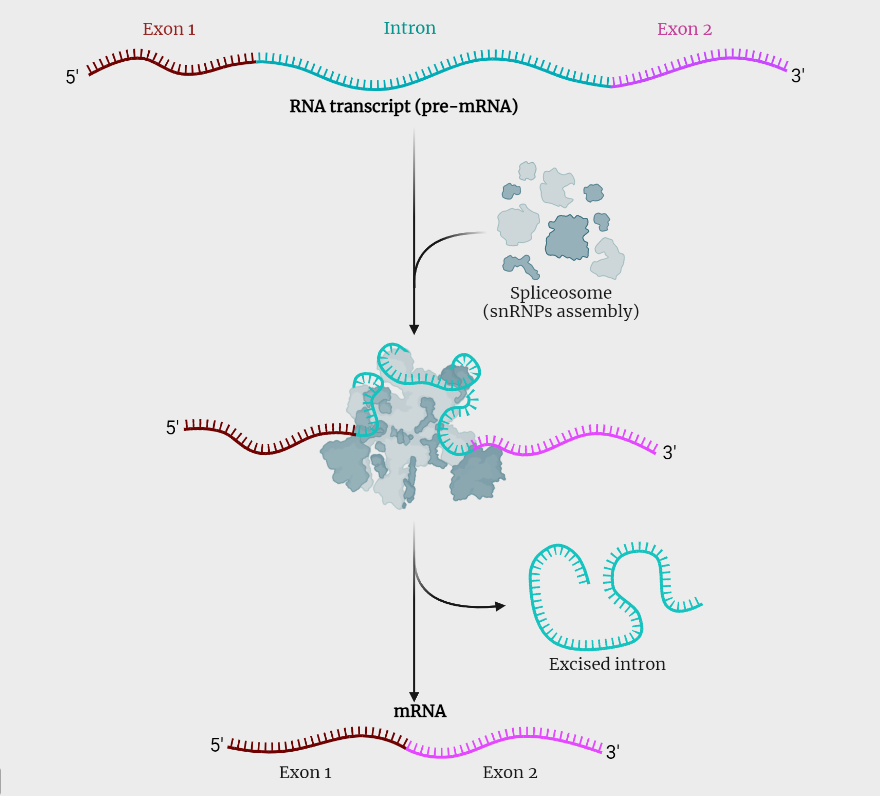 Post transcriptional processing - Rethink Biology Notes