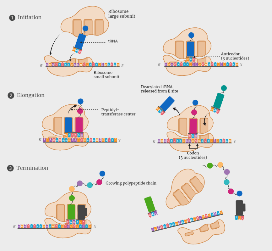 Translation of protein