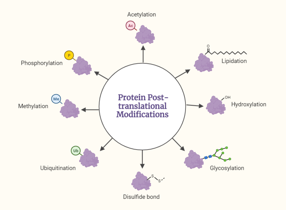 Post translational processing 