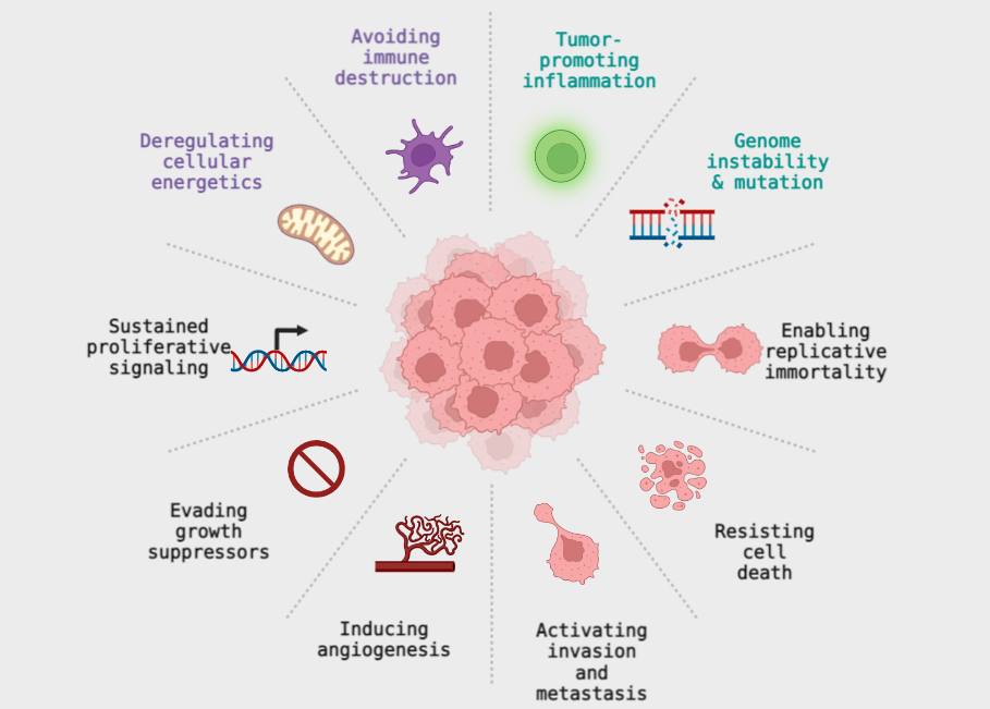 Molecular genetics of cancer