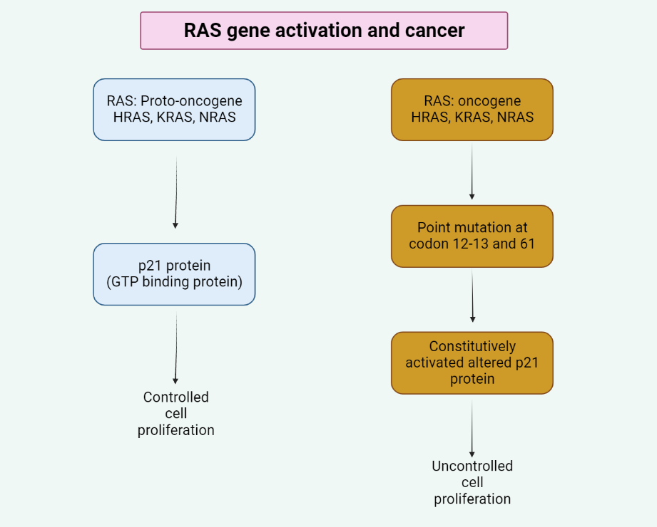 The RAS gene activation and cancer