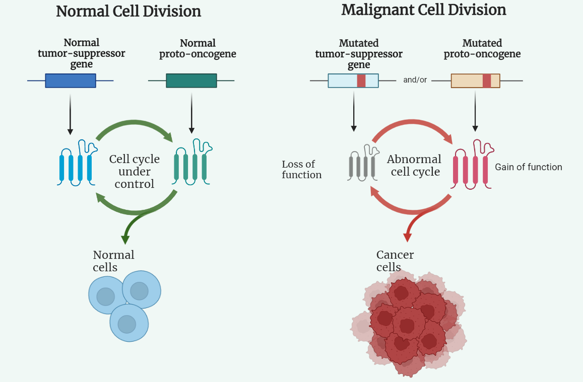 Oncogenes and Tumor suppressor genes
