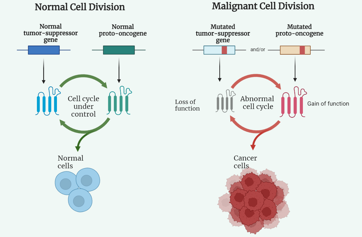 Oncogene and tumor suppressor genes