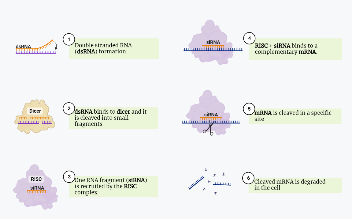 RNA Interference (RNAi)