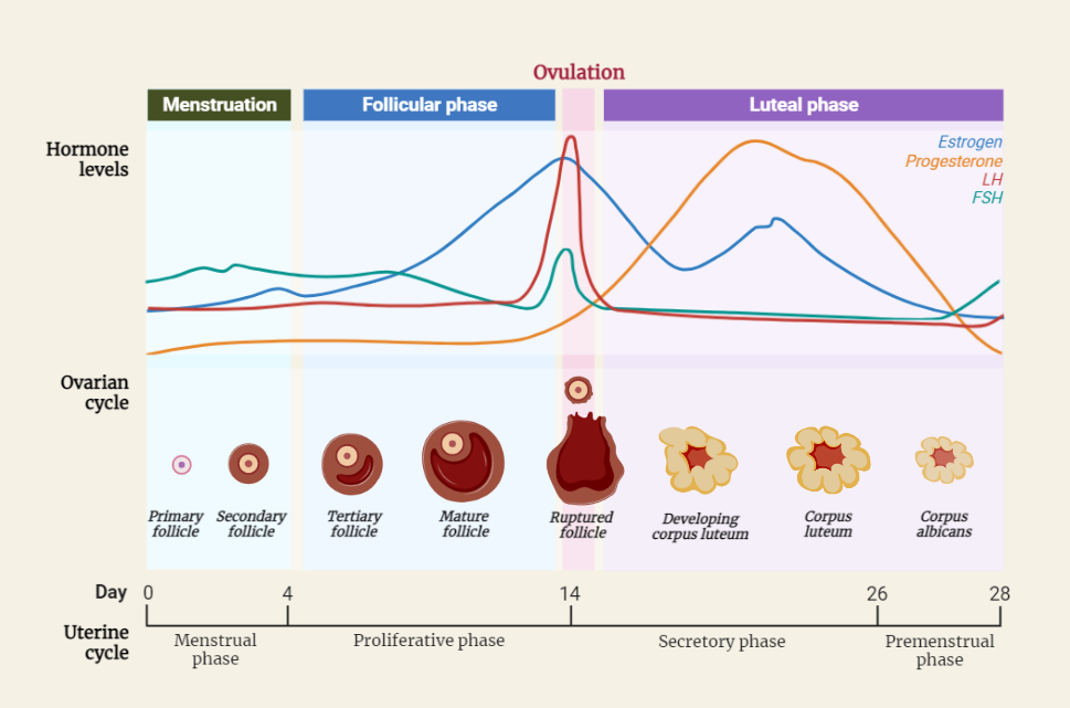 The menstrual cycle