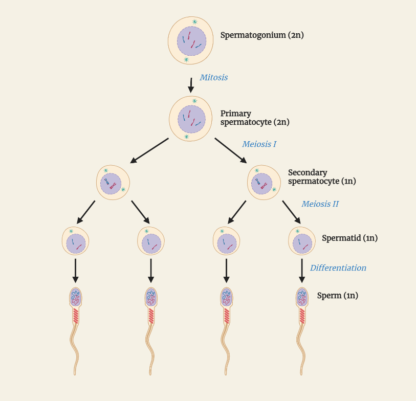 Spermatogenesis