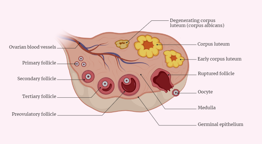 oogenesis