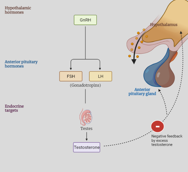 Hormonal regulation of Spermatogenesis 