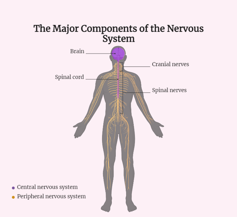 The Central Nervous System (CNS)