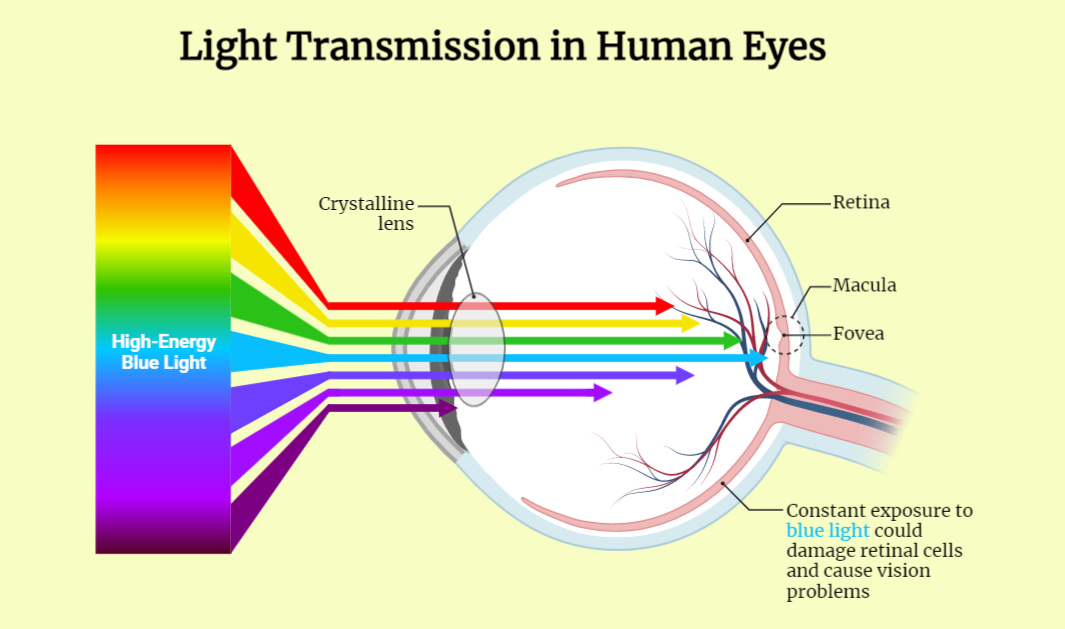Mechanism of Vision