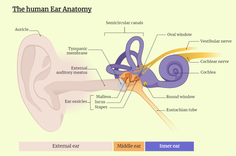 The Human Ear