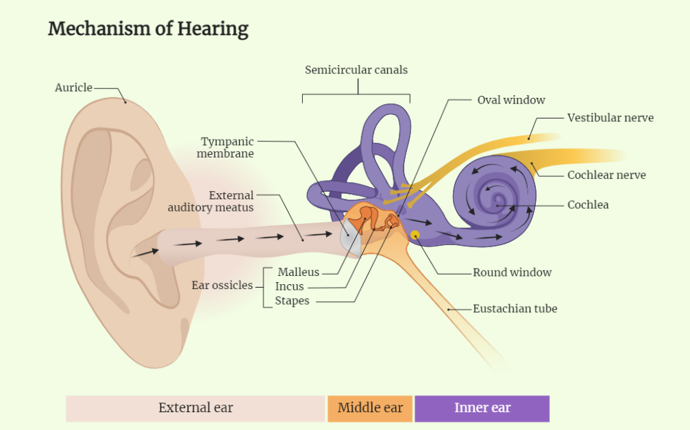 Mechanism of Hearing