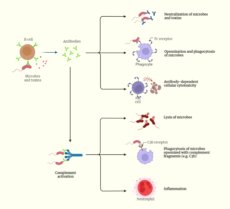 Functions of Antibodies
