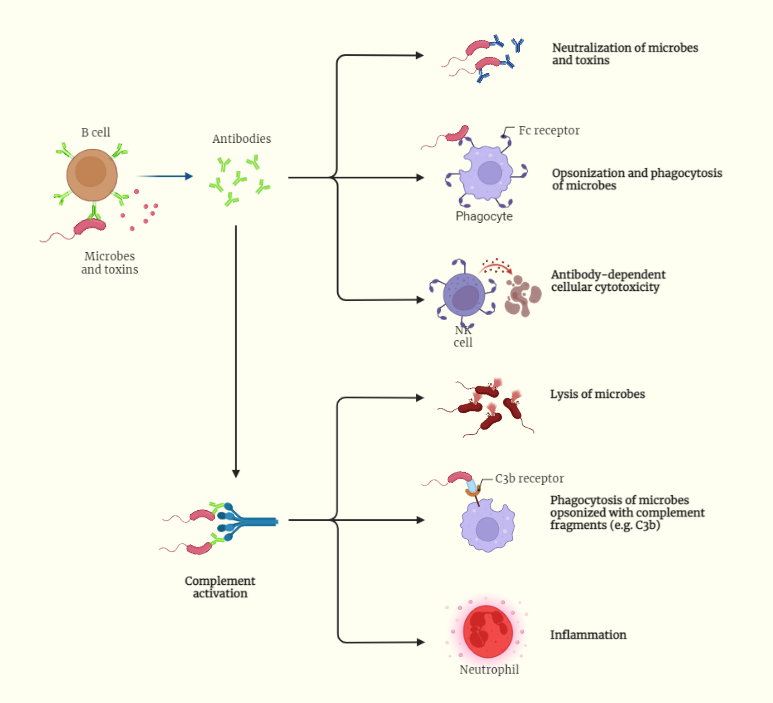 antigen-antibody reaction