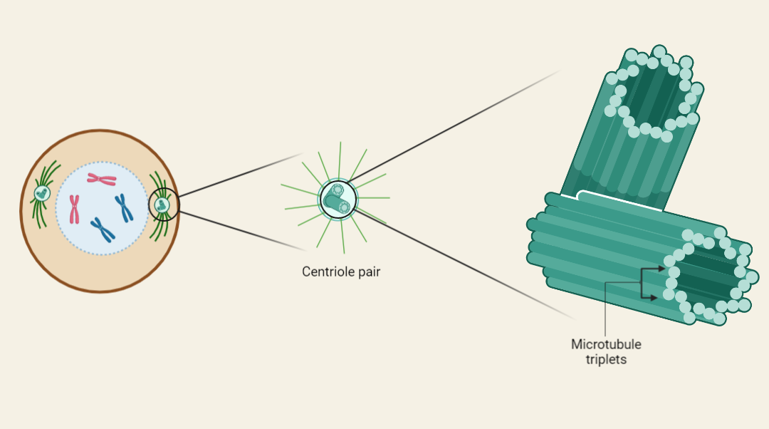 Centrosomes Structure and Function