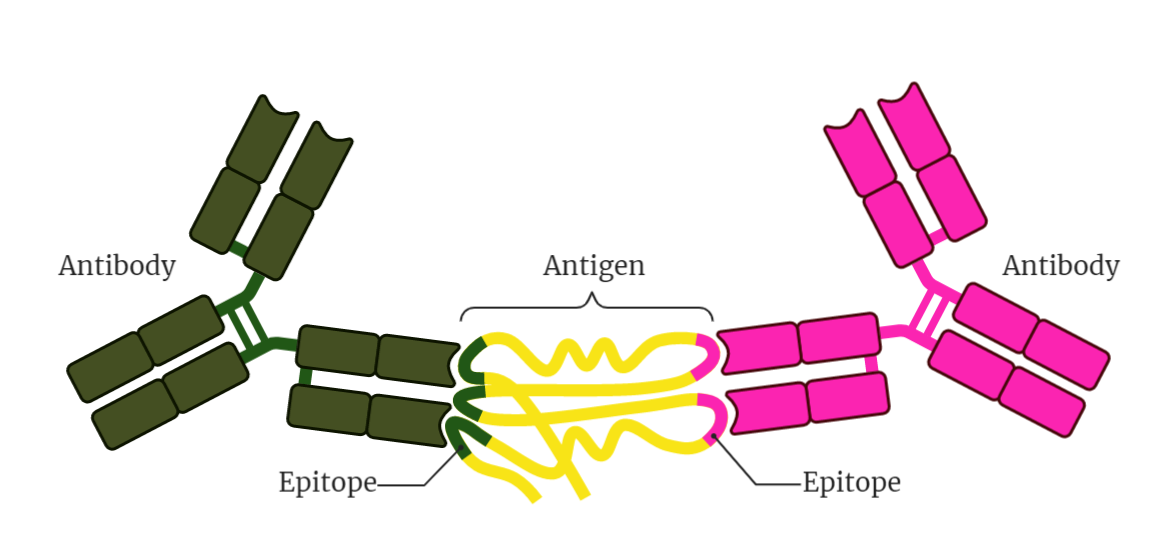 Antigen-Antibody Reaction