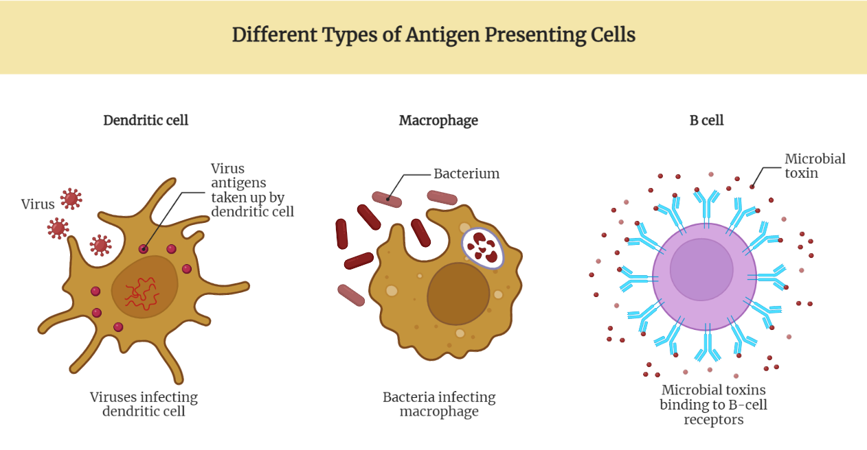Antigen Presenting Cells