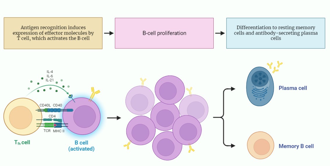 Humoral Immune Response - Rethink Biology Notes - Immunology