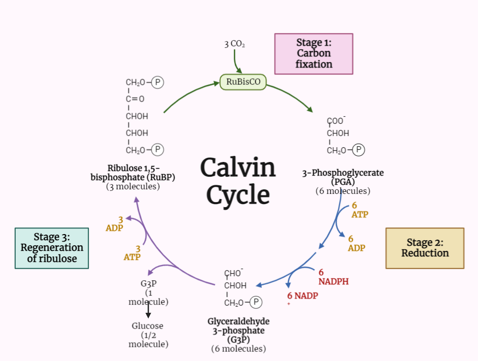 Calvin-Benson Cycle