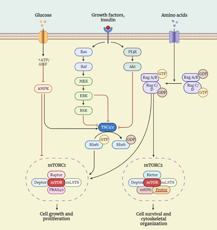 Insulin signaling pathway