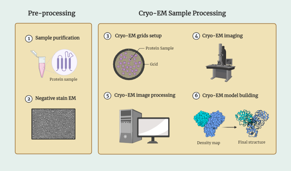 Cryo Electron Microscopy (Cryo-EM)