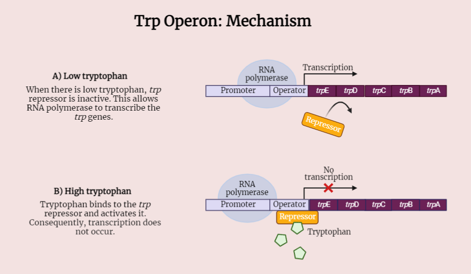 Attenuation in TRP Operon
