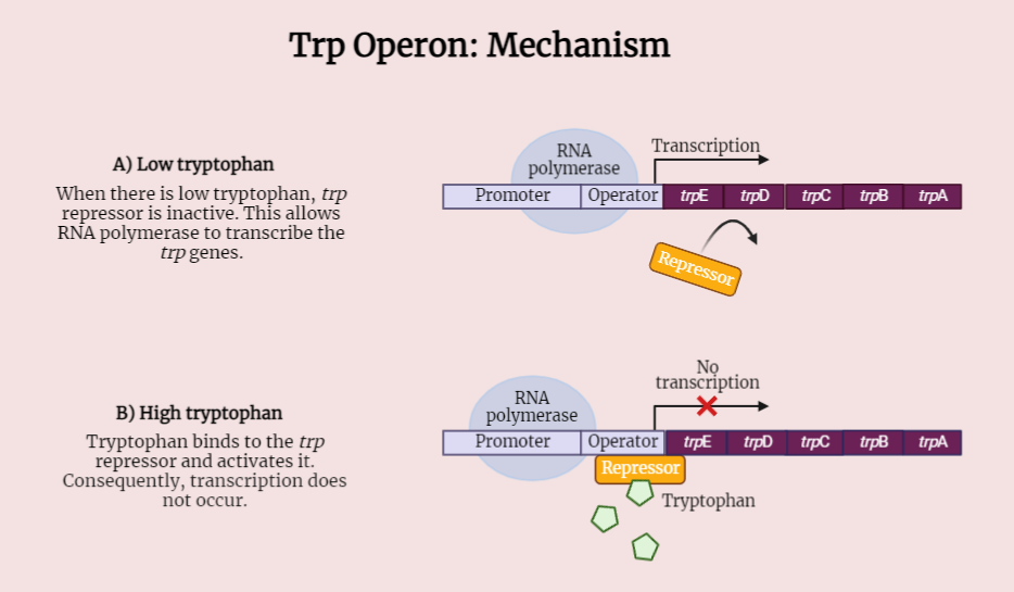 Attenuation in trp operon