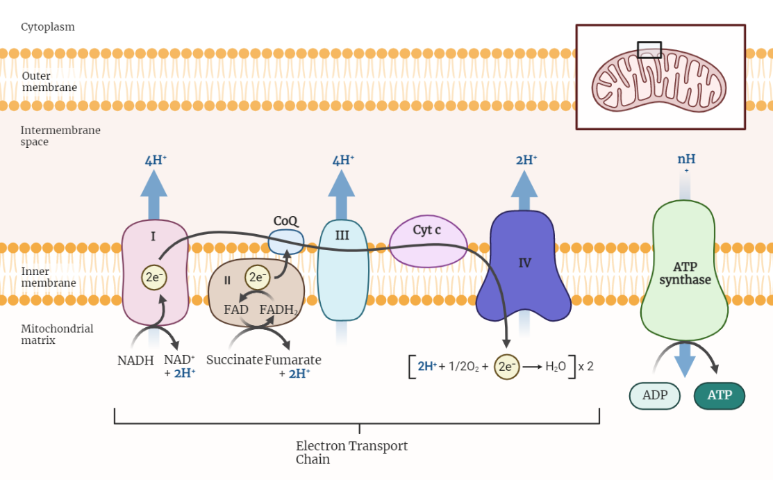 Oxidative Phosphorylation