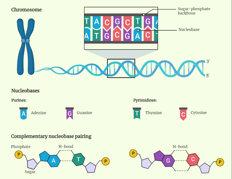 Types of DNA