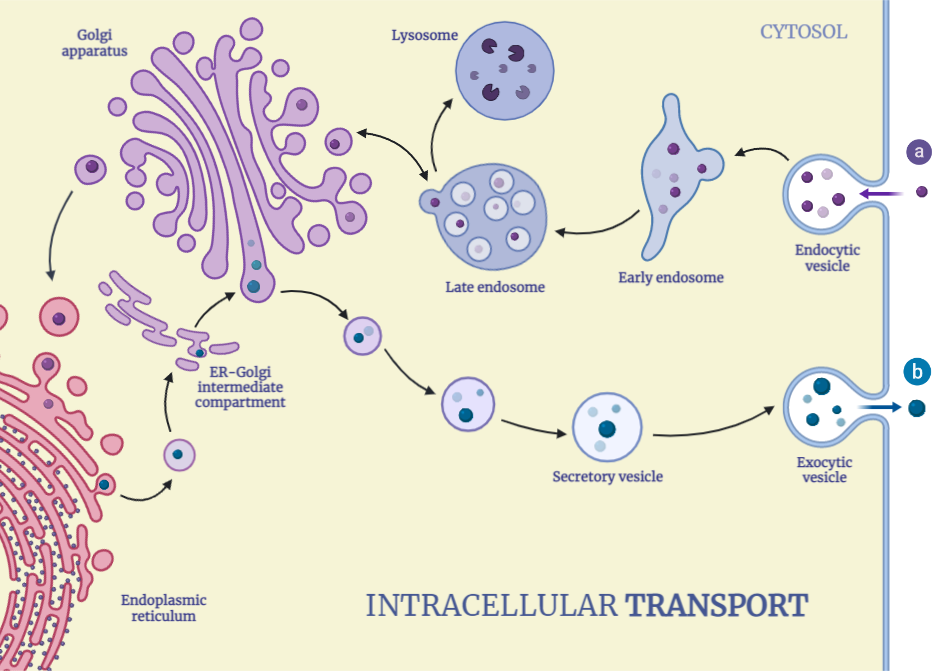 Intracellular Transport