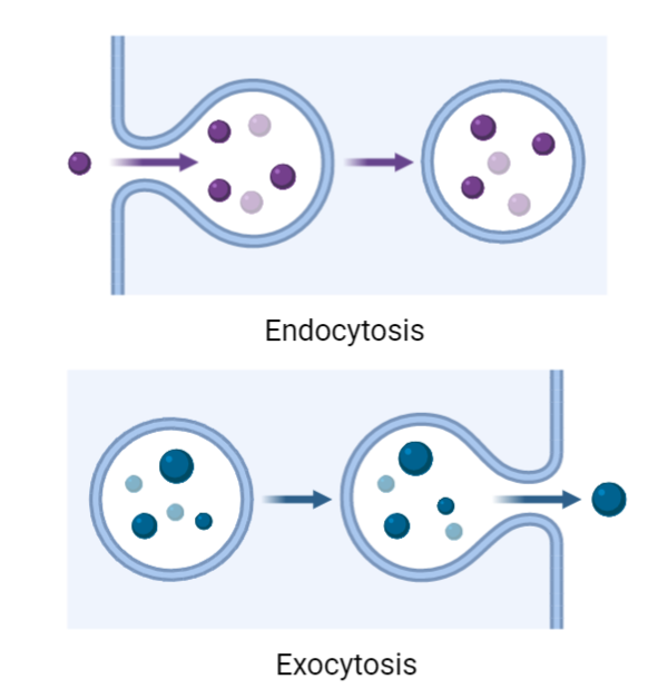 Vesicular Transport