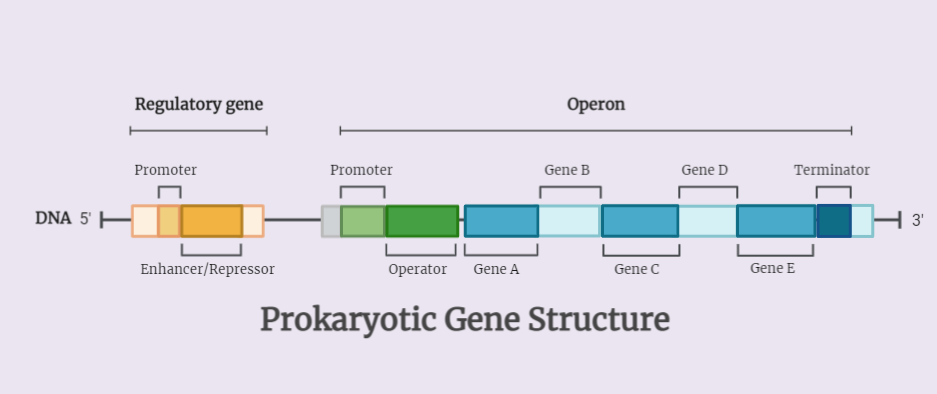 Prokaryotic Gene Structure in Trp operon