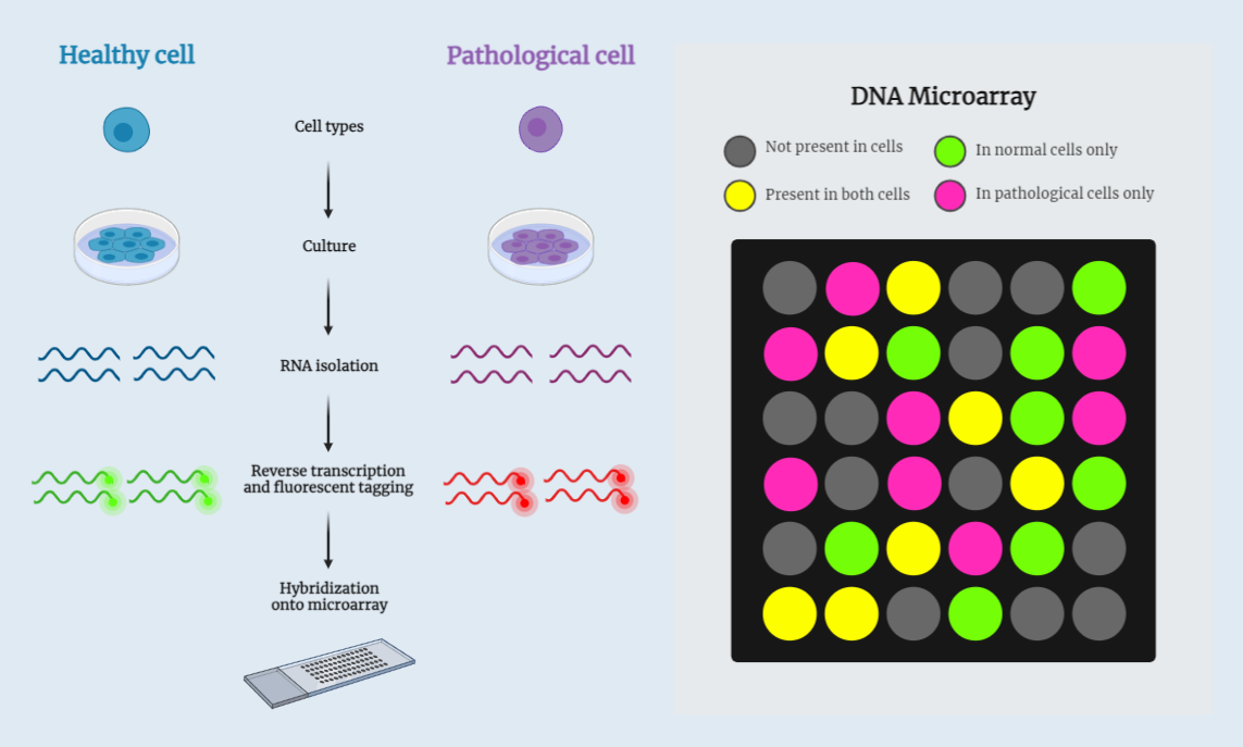 DNA Microarray Technique