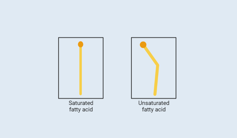 Saturated vs Unsaturated Fatty Acids