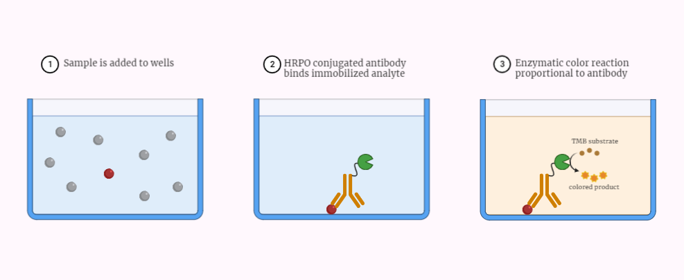 Types of ELISA