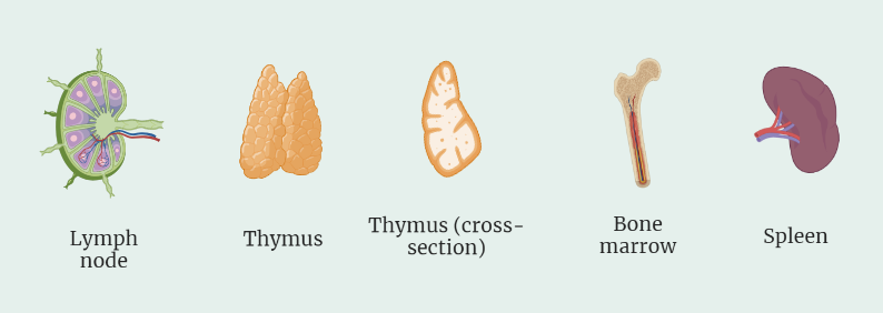 Organs of the Immune System