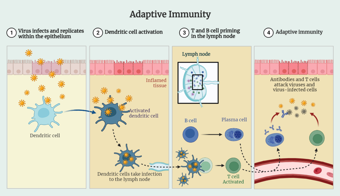 Adaptive Immune Response