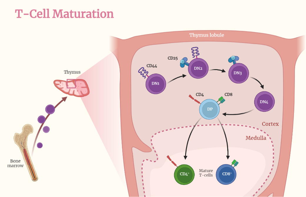 T-Cell Maturation