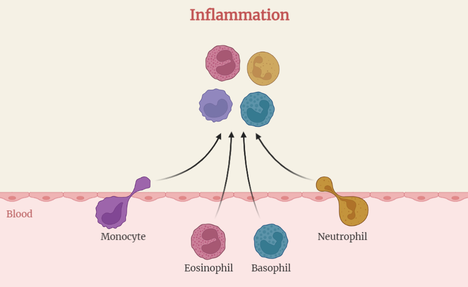 Inflammation: a biological response