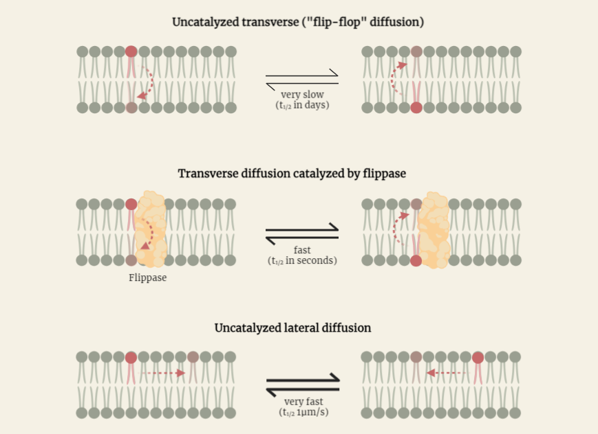 Phospholipid Movement