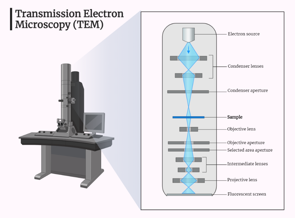Transmission Electron Microscope (TEM) - Rethink Biology Notes