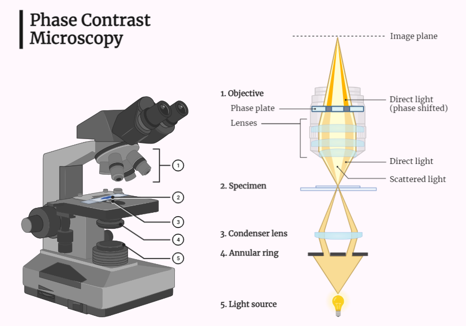 Phase Contrast Microscopy