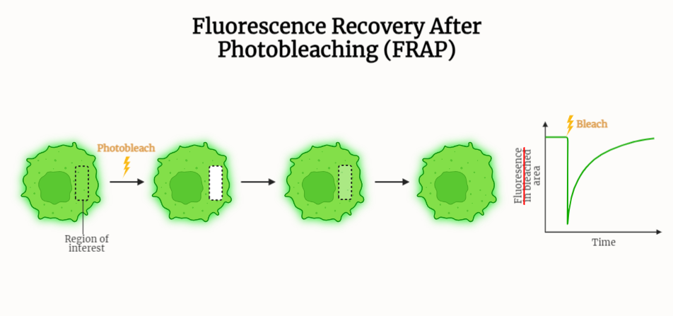 FRAP (Fluorescence Recovery After Photobleaching)