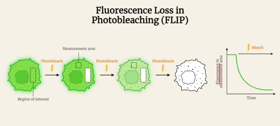 FLIP (Fluorescence Loss in Photobleaching)
